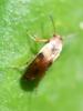 Anaspis maculata